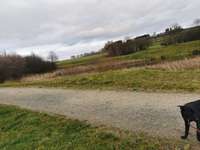 Hundeauslaufgebiet-Besslauerteich-Bild