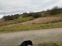 Hundeauslaufgebiet-Besslauerteich-Bild