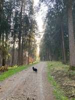 Hundeauslaufgebiet-Hampersberger Runde-Bild