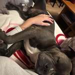 Umstellung auf Nassfutter-Beitrag-Bild