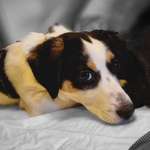 Ersteller:in Daniel Profilbild