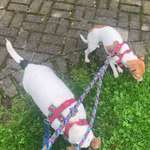 Hundeauslaufgebiet-Hundewiese Arnsberg-Bild