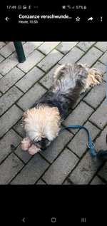 Suchmeldung-Ronny-Bild