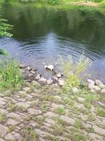 Hundeauslaufgebiet-Hattingen-Bild