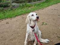 Hilfe mein Hund wird alt-Beitrag-Bild