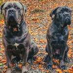 Ersteller:in Dennis Profilbild