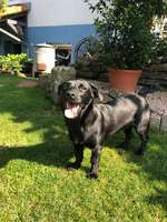 Welche Rassen könnten das sein?-Beitrag-Bild