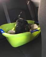 Welche Rassen könnten das sein?-Beitrag-Bild