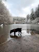 Welche Rassen könnten das sein?-Beitrag-Bild