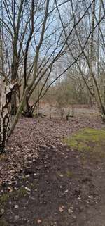 Hundeauslaufgebiet-Bürgerpark-Bild