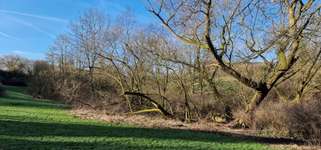 Hundeauslaufgebiet-Gillesbachtal-Bild