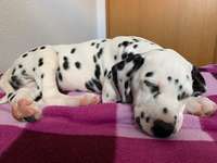 Kahle Stellen, Narben? Parasiten? Allergie?-Beitrag-Bild