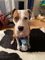 Suchmeldung-Maxie-Bild