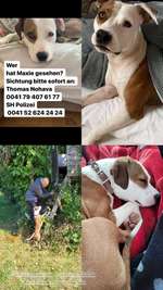 Suchmeldung-Maxie-Bild