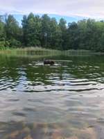 Hundeauslaufgebiet-Billesweiher-Bild