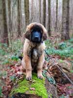 Leonberger in Bayern-Beitrag-Bild