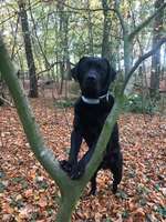 Hundeauslaufgebiet-Wald bei "Zum Busch" Barrien-Bild