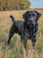 Hundeauslaufgebiet-Wald bei "Zum Busch" Barrien-Bild