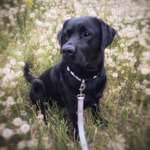 Hundeauslaufgebiet-Wald bei "Zum Busch" Barrien-Bild