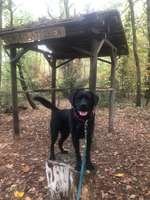 Hundeauslaufgebiet-Wald bei "Zum Busch" Barrien-Bild