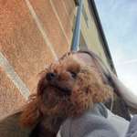 Ersteller:in Lara Profilbild