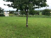 Hundeauslaufgebiet-Hundewiese-Bild