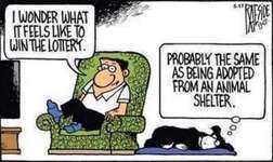 Vorkontrollen für Tierschutzverein-Beitrag-Bild