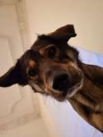 Abnehmen für Kastraten-Beitrag-Bild