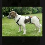 Welche Rasse?-Beitrag-Bild