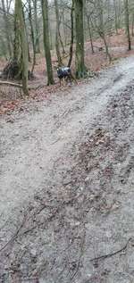 Hundeauslaufgebiet-Kruppwald-Bild