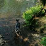 Hundeauslaufgebiet-Zschopau Aue-Bild