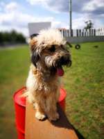 Hundeauslaufgebiet-Am Burgwall-Bild