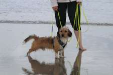 Hunde aus Ungarn?-Beitrag-Bild