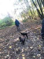 Hundeauslaufgebiet-Hoher Busch-Bild