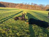 Hundeauslaufgebiet-Hoher Busch-Bild