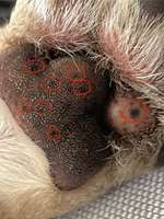 Punkte auf Pfote-Beitrag-Bild