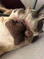 Punkte auf Pfote-Beitrag-Bild