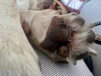 Punkte auf Pfote-Beitrag-Bild