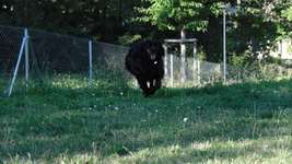 Hundeauslaufgebiet-Brixenpark (frühere Nibelungenkaserne)-Bild