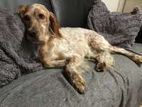 English Setter-Beitrag-Bild