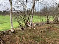 Hundeauslaufgebiet-Ekerner Moor-Bild