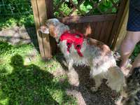 Englisch Setter?-Beitrag-Bild