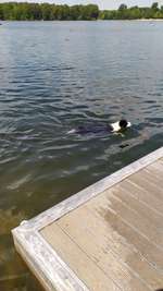 Hundeauslaufgebiet-Sechs Seenplatte-Bild