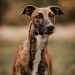 Ersteller:in Sarah Profilbild