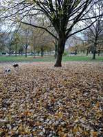 Hundeauslaufgebiet-Ehemaliger Bökelberg Parkplatz-Bild