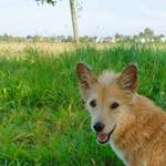 Andenken nach dem Verlust des Seelenhundes-Beitrag-Bild