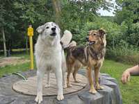 Hundeauslaufgebiet-Eisenach-Bild