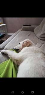 Als Welpen sind sie alle noch süßer-Beitrag-Bild