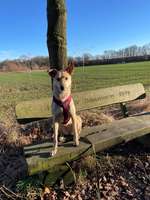 Kanaan Hund/ Canaan Dog / Carolina Dog-Beitrag-Bild