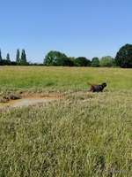 Hundeauslaufgebiet-Auberg-Bild